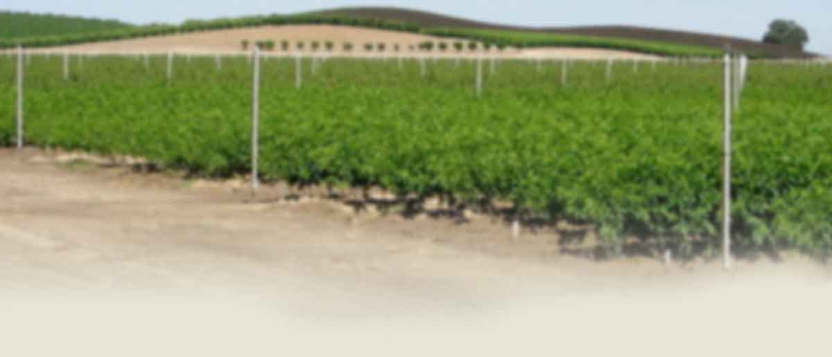 Plum 'Burgundy' — Green Acres Nursery & Supply