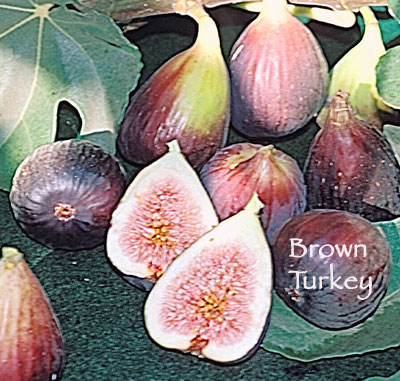 Figs: Figs & Leaves / Gift Tags / Birthday / Anniversary / Party Favors /  Fruit / Fig / Black Mission / Brown Turkey / Calimyrna / Celeste — Yeesan  Loh
