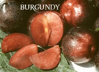 Specialty Produce 🌽🥝🍋🍅 on Instagram: “Burgundy Plums have a firm, blood  red flesh with a crisp, juicy texture! These plums…