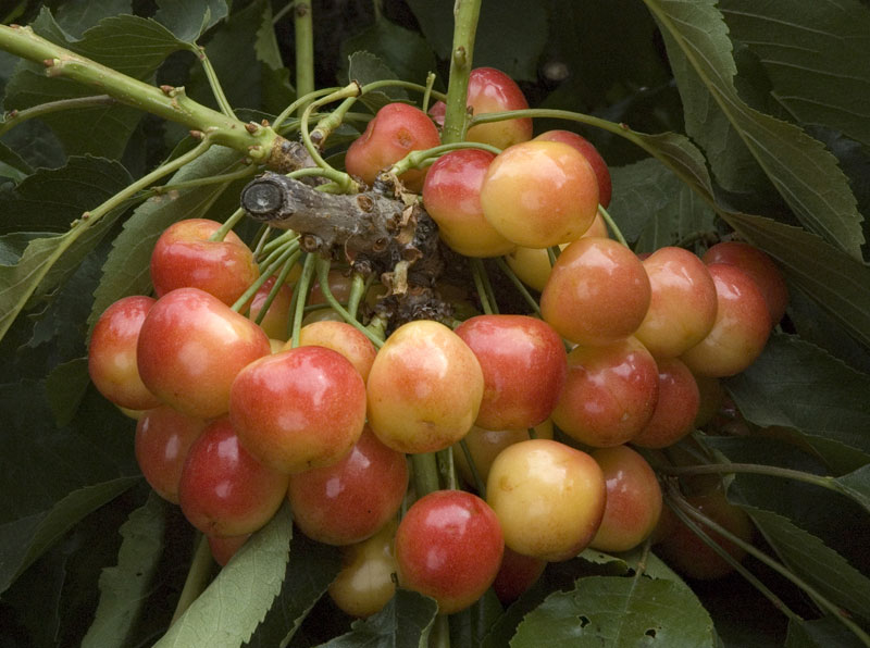 7 Secrets of Rainier Cherries - Stemilt