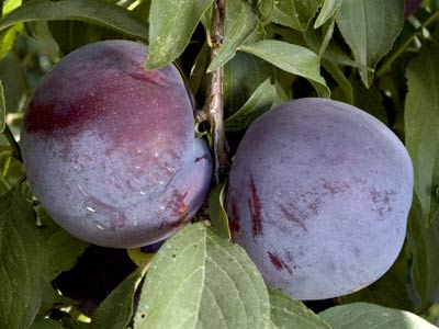 Burgundy Plum  DWN Variety Finder