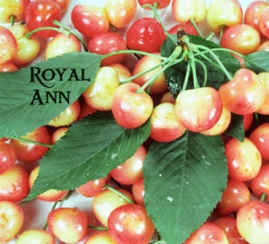 Rare Royal Ann CHERRY Fruit Tree 2,6 Or10 Seeds-great for Growing
